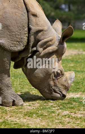 Ein größeren einen gehörnten Nashorn Stockfoto