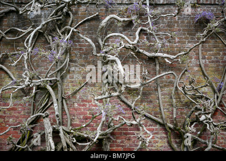 Wisteria Sinensis (chinesischer Blauregen) wächst auf eine Mauer. Stockfoto