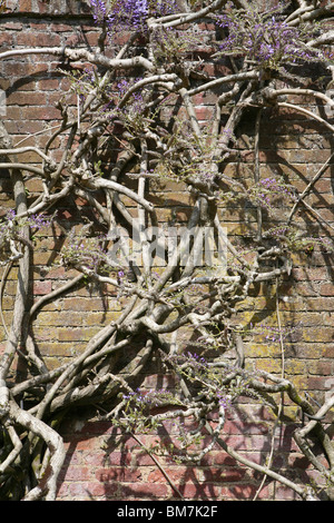 Wisteria Sinensis (chinesischer Blauregen) wächst auf einen Stein Wand in voller Sonne. Stockfoto