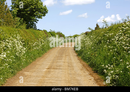 Ein Feldweg in Dorset mit hohen Hecken und schlammigen Fahrbahn Stockfoto