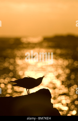 Rot-billed Gull Chroicocephalus Scopulinus Sonnenuntergang Kaikoura Neuseeland anlaufen Stockfoto