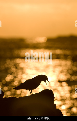 Rot-billed Gull Chroicocephalus Scopulinus Sonnenuntergang Kaikoura Neuseeland anlaufen Stockfoto