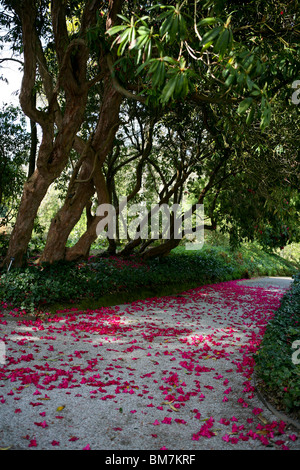 Unter reifen Rhododendren verläuft ein Pfad mit rosa Blütenblättern Stockfoto