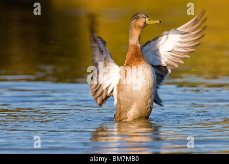 Männliche Stockente Anas Platyrhynchos mit seinen Flügeln schlägt Neuseeland Stockfoto