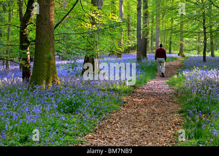 Umgeben von einem englischen Glockenblumen auf der Strecke zwischen Soudley und Blakeney in Wald des Dekans, Gloucestershire, UK Stockfoto