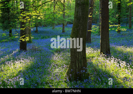 Klassische Teppich der englischen Glockenblumen auf der Strecke zwischen Soudley und Blakeney in Wald des Dekans, Gloucestershire, UK Stockfoto