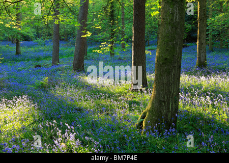 Klassische Teppich der englischen Glockenblumen auf der Strecke zwischen Soudley und Blakeney in Wald des Dekans, Gloucestershire, UK Stockfoto