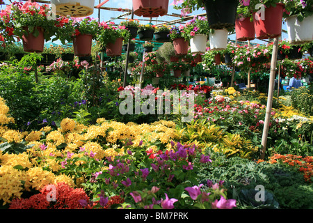 Bunte Blumen in einem offenen Markt, Bangkok, Thailand. Stockfoto