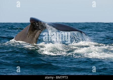 Pottwal Physeter Macrocephalus tail Kaikoura Neuseeland Stockfoto