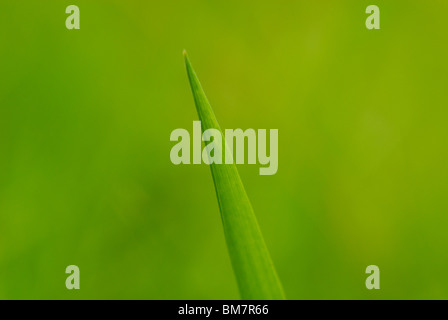 Grüne Feder Feld - Blades of Grass Stockfoto