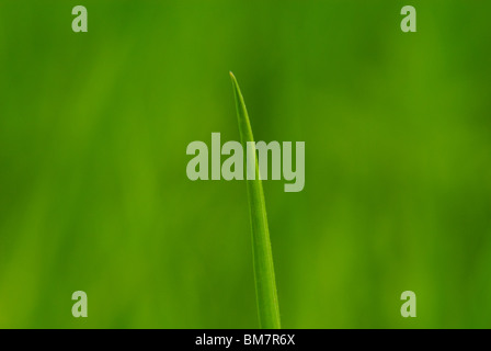 Grüne Feder Feld - Blades of Grass Stockfoto