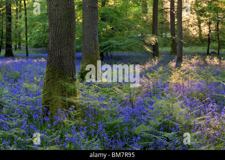 Klassische Teppich der englischen Glockenblumen auf der Strecke zwischen Soudley und Blakeney in Wald des Dekans, Gloucestershire, UK Stockfoto