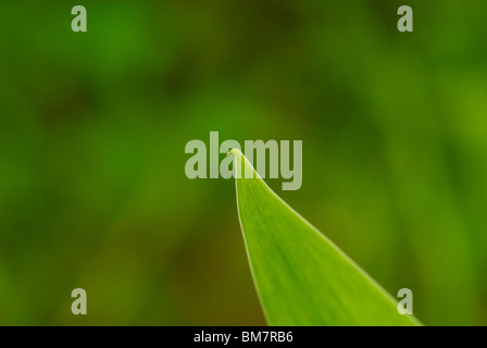 Grüne Feder Feld - Blades of Grass Stockfoto