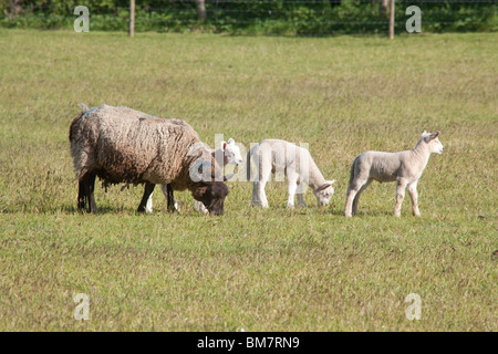 Neugeborenen Frühjahr Lämmer mit ihrer Mutter, Hampshire, England. Stockfoto