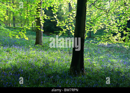 Klassische Teppich der englischen Glockenblumen auf der Strecke zwischen Soudley und Blakeney in Wald des Dekans, Gloucestershire, UK Stockfoto