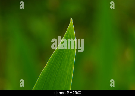 Grüne Feder Feld - Blades of Grass Stockfoto