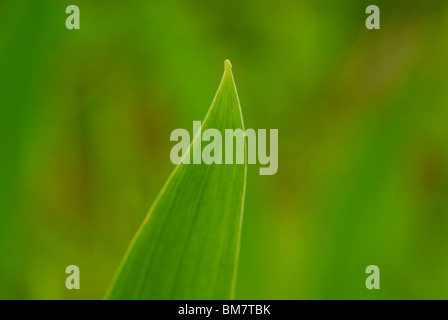 Grüne Feder Feld - Blades of Grass Stockfoto