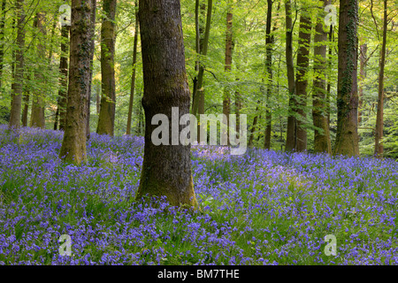 Klassische Teppich der englischen Glockenblumen auf der Strecke zwischen Soudley und Blakeney in Wald des Dekans, Gloucestershire, UK Stockfoto