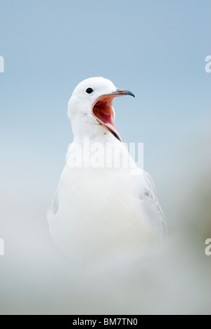 Juvenile rot-billed Gull Chroicocephalus Scopulinus Aufruf New Zealand Stockfoto