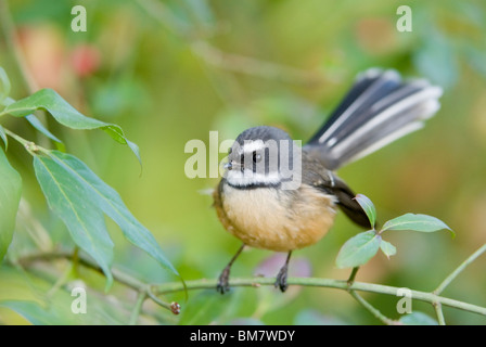 New Zealand Fantail Rhipidura Fuliginosa Piwakawaka Stockfoto