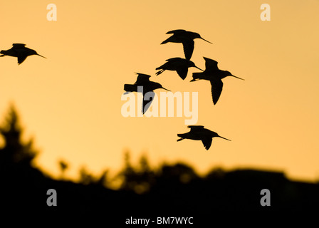Herde von Bar-tailed Godwits Limosa Lapponica bei Sonnenuntergang New Zealand Stockfoto