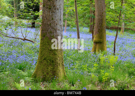 Klassische Teppich der englischen Glockenblumen auf der Strecke zwischen Soudley und Blakeney in Wald des Dekans, Gloucestershire, UK Stockfoto