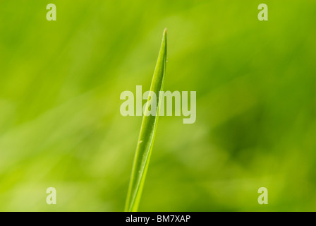 Grüne Feder Feld - Blades of Grass Stockfoto