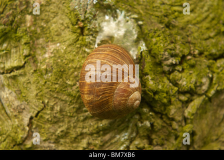 Schnecke auf Baumstamm Stockfoto