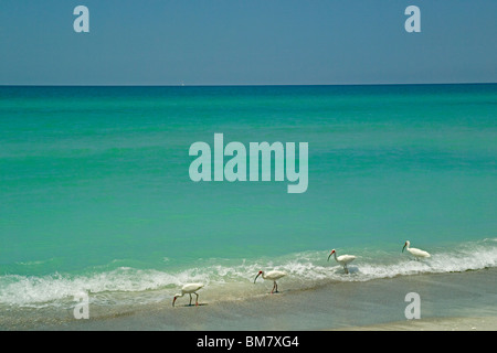 American White Ibis Watvögel füttern am schönen Ufer des unberührten Golf von Mexiko auf Longboat Key in Sarasota, Florida, USA. Stockfoto