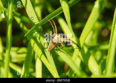 Grüne Feder Feld - Blades of Grass Stockfoto