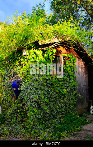 Gartenhaus, bewachsen mit Efeu und Blauregen Stockfotografie - Alamy