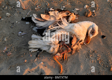 Tote Möwe am Strand, Juist Deutschland Stockfoto