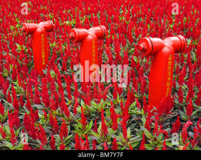 Hydranten Sie, die Umgebung mit rot blühenden Blumen in Shanghai, China Stockfoto