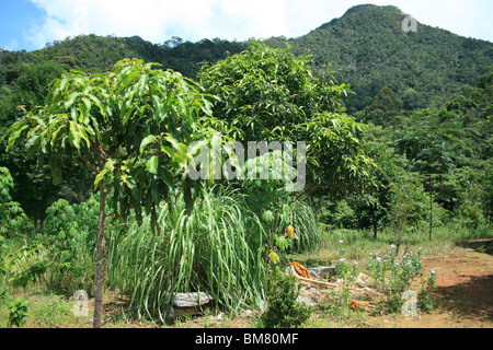 Dschungel hoch in den Bergen auf der Insel Koh Chang, Thailand. Stockfoto