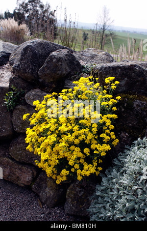 AURINIA INSELBOGENS WÄCHST IN EINER STEINMAUER. ALYSSUM SAXATILE Stockfoto