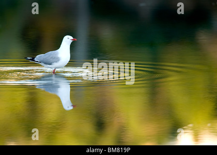 Rot-billed Gull Chroicocephalus Scopulinus stehend im Wasser, Neuseeland Stockfoto