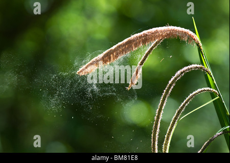 Pollen von Carex Pendel hängende Segge Rasen in der englischen Landschaft befreit Stockfoto