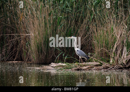 Graureiher (Ardea Cinerea). La Albufera-Naturschutzgebiet. Valencia. Spanien Stockfoto