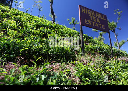 Hohen Hügel Teeplantage, einer von vielen auf den Hügeln oberhalb von Ooty, kurz für Ootacamund, ein Hill Resort in Tamil Nadu, Indien. Stockfoto