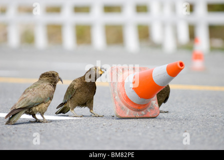 Drei Kea Nestor Notabilis spielen mit Verkehr Kegel, Arthurs Pass Village, New Zealand Stockfoto