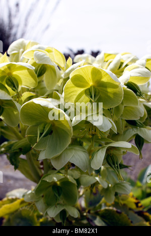 HELLEBORUS ARGUTIFOLIUS. KORSISCHE NIESWURZ. Stockfoto