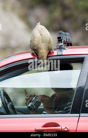 Kea Nestor Notabilis peering in einem Autofenster, Neuseeland Stockfoto