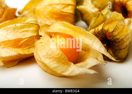 Physalis Alkekengi oder chinesische Laterne Stockfoto