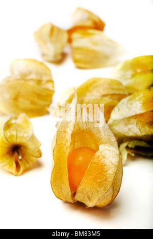 Physalis Alkekengi oder chinesische Laterne Stockfoto