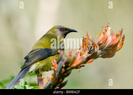 Neuseeland Bellbird Anthornis Melanura Makomako Stockfoto