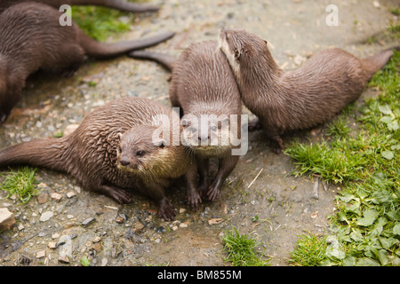 Großbritannien, England, Cornwall, Nord Petherwin, Tamar Otter und Wildlife Centre, krallte asiatischen kurze Otter Stockfoto