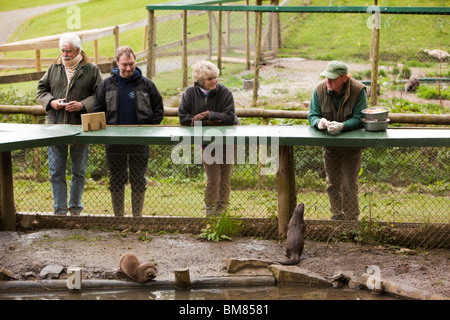 Großbritannien, England, Cornwall, Nord Petherwin, Tamar Otter und Wildlife Centre, krallte asiatischen kurze Otter bei der Fütterung Stockfoto