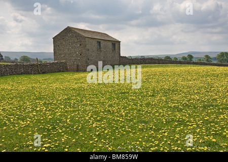 Eine Masse von Löwenzahn in einem Feld in der Nähe von Aysgarth, Yorkshire Dales Stockfoto