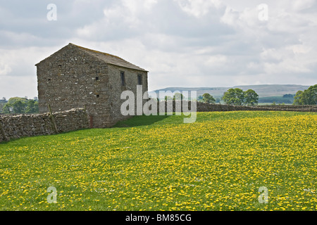 Eine Masse von Löwenzahn in einem Feld in der Nähe von Aysgarth, Yorkshire Dales Stockfoto