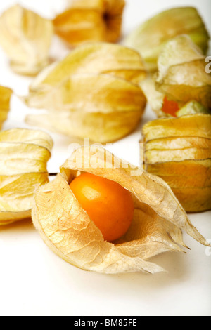 Physalis Alkekengi oder chinesische Laterne Stockfoto